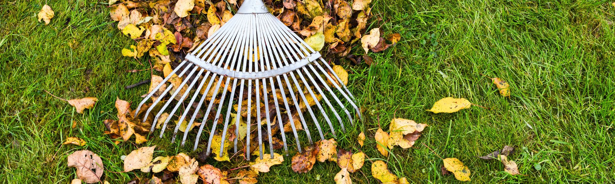 Rake cleaning leaves during a lawn fall cleaning