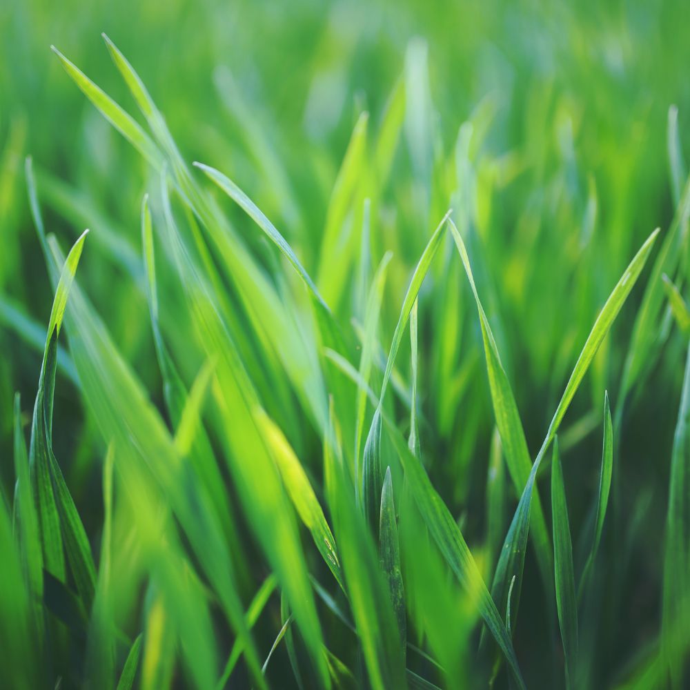 Fertilized Lawn