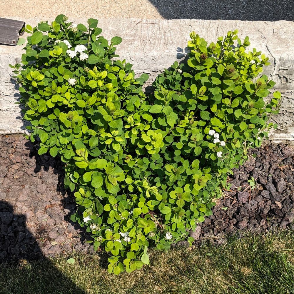 Gardening Edmonton