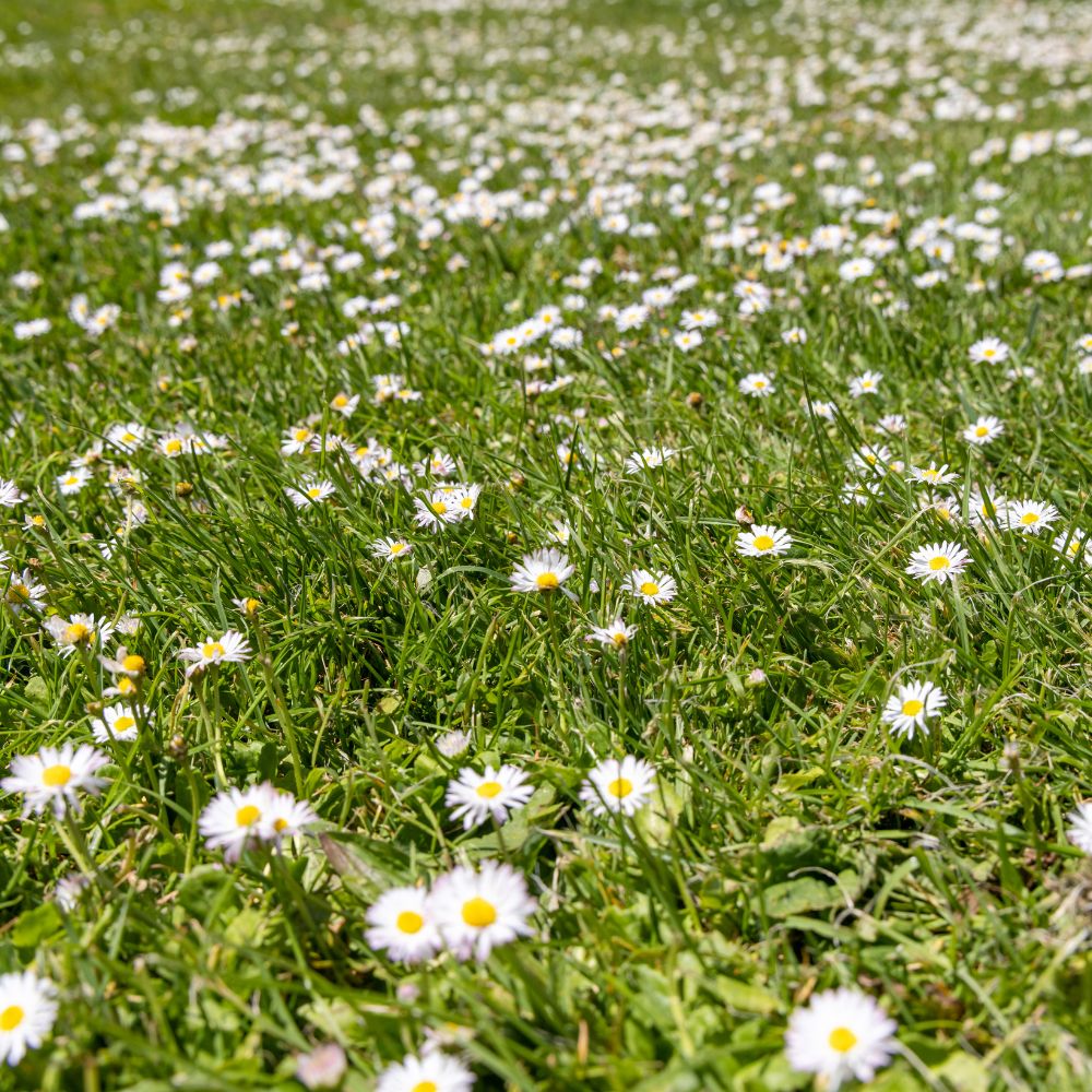 Lawn Spring Time