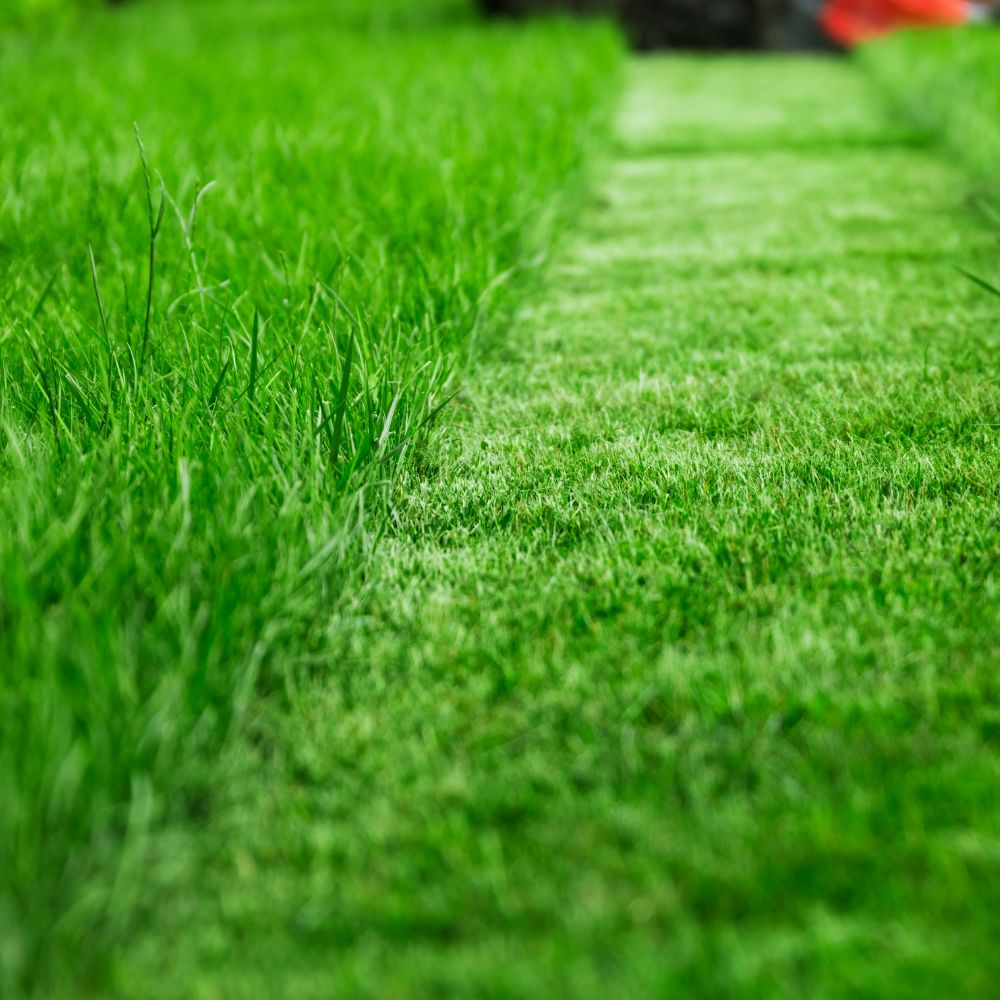 Mowed Lawn
