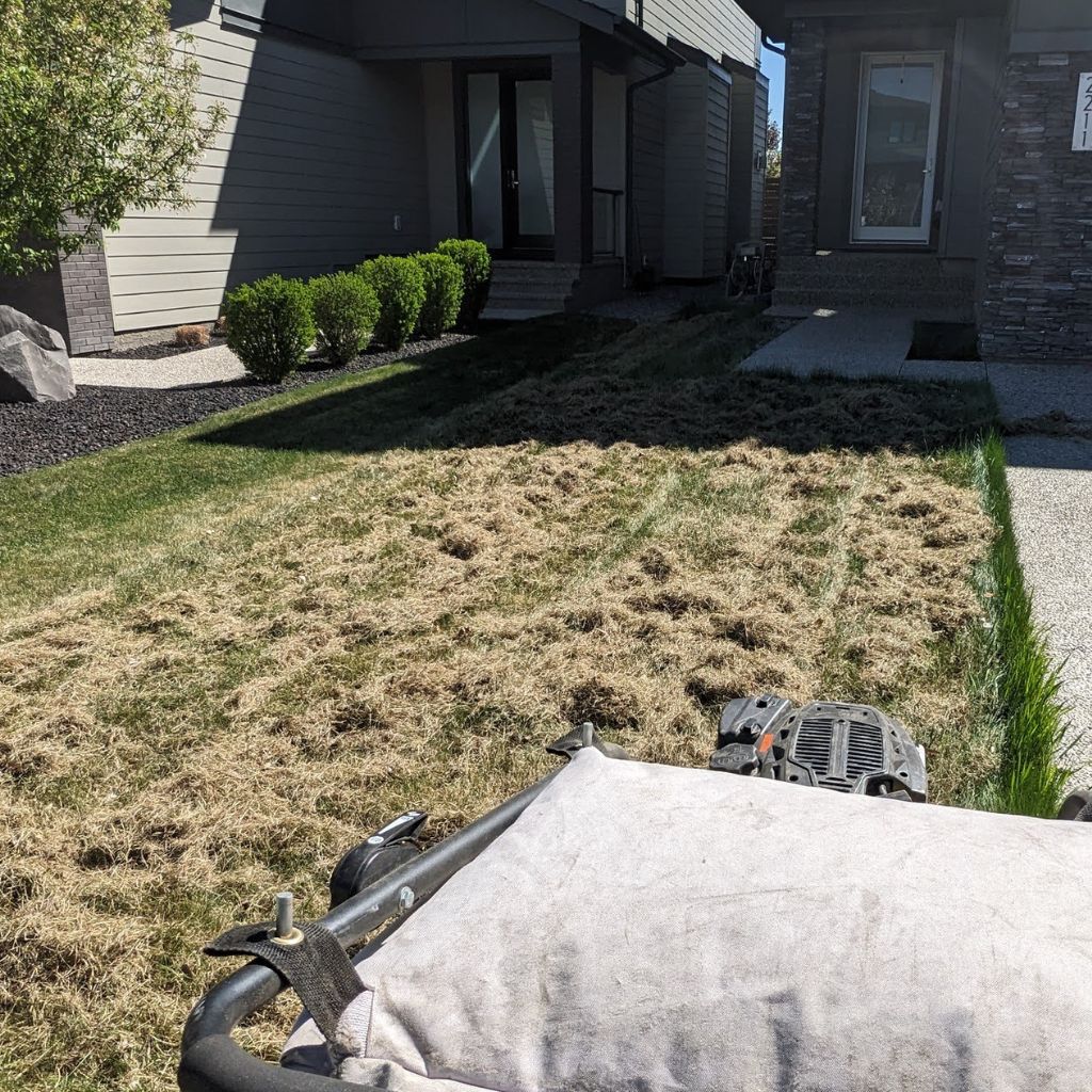 Cleaning detached grass after power raking a lawn