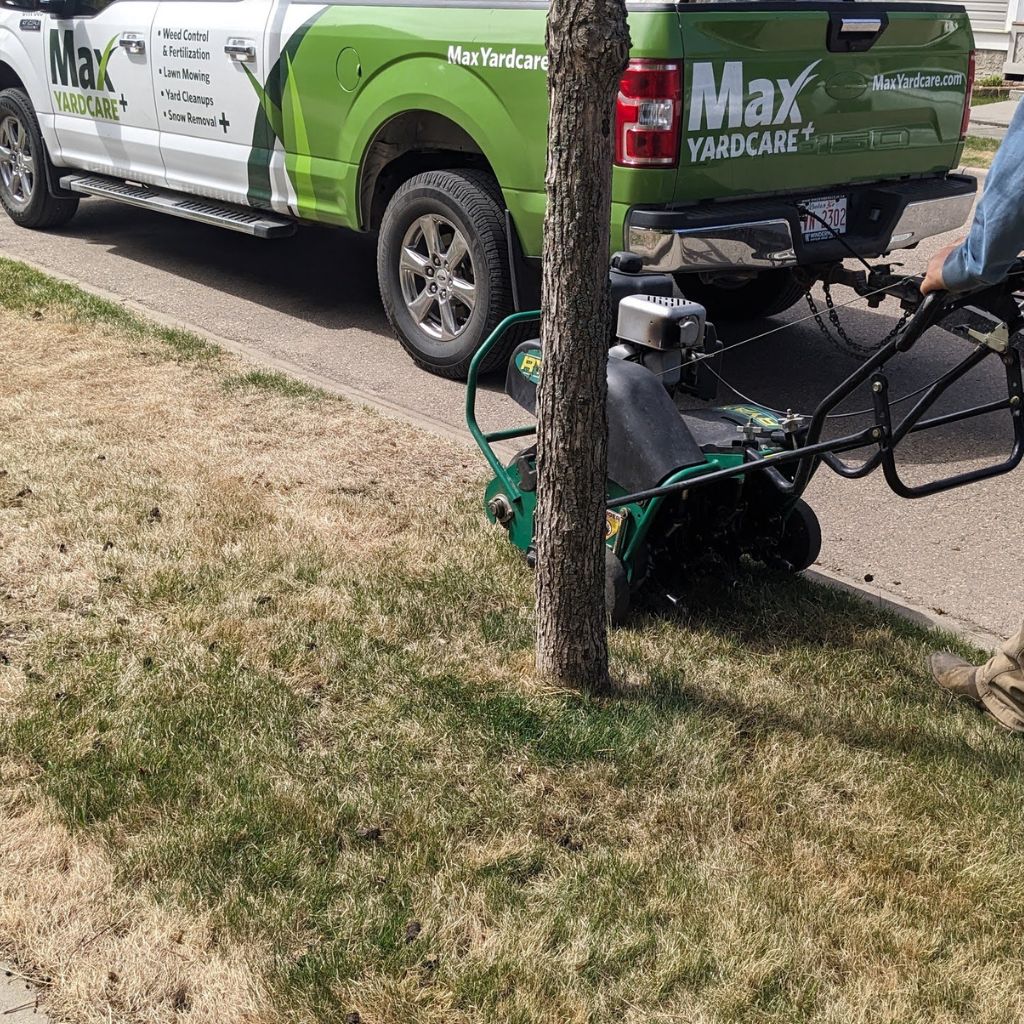 Aerating a dry lawn in spring