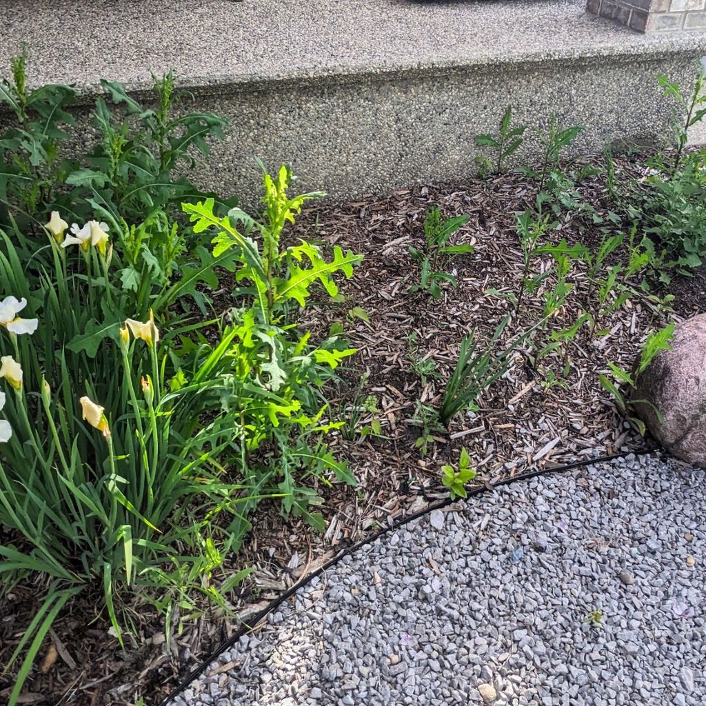 Weeds in garden beds